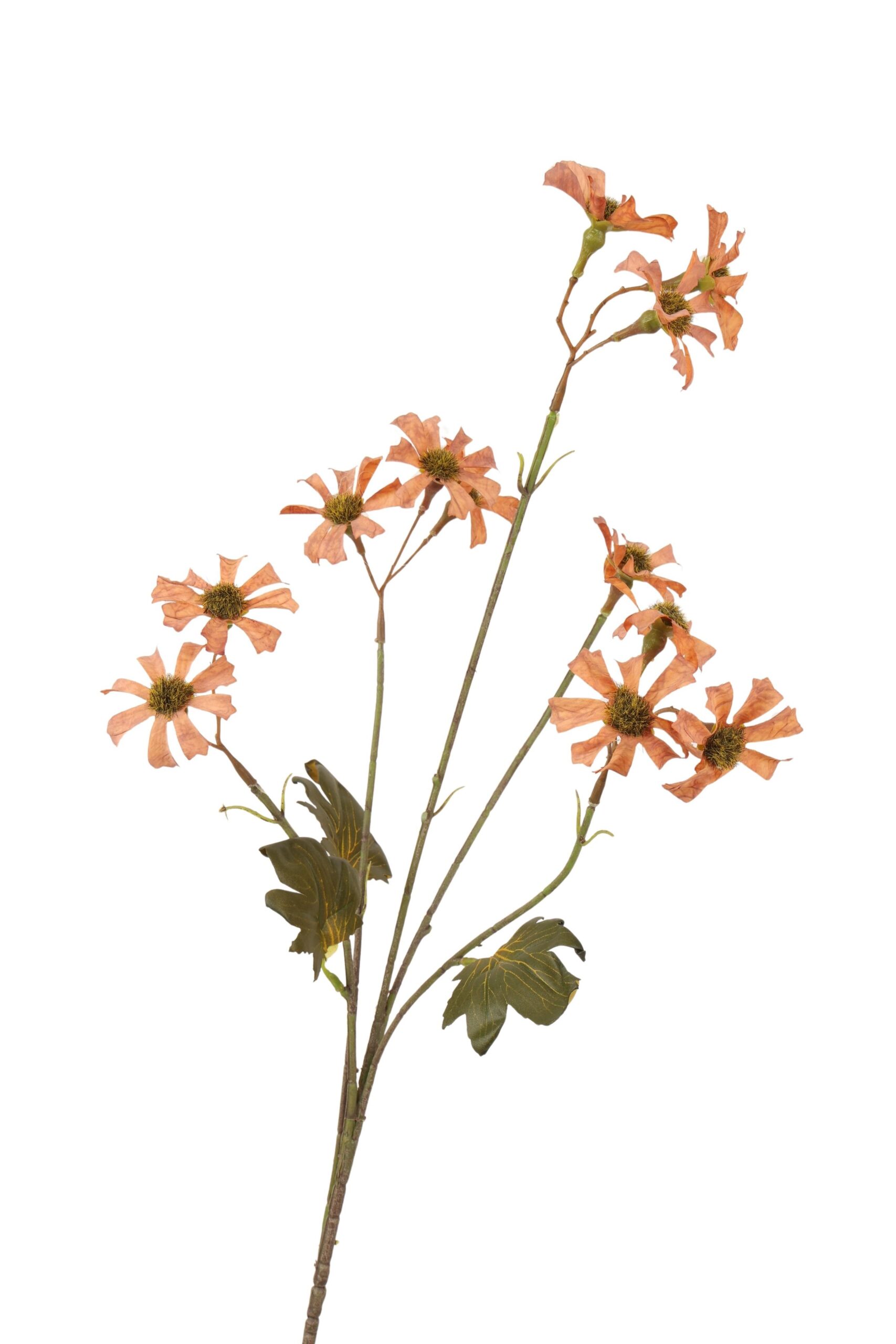 Starflower x 5 tak 88 cm donkerbruin