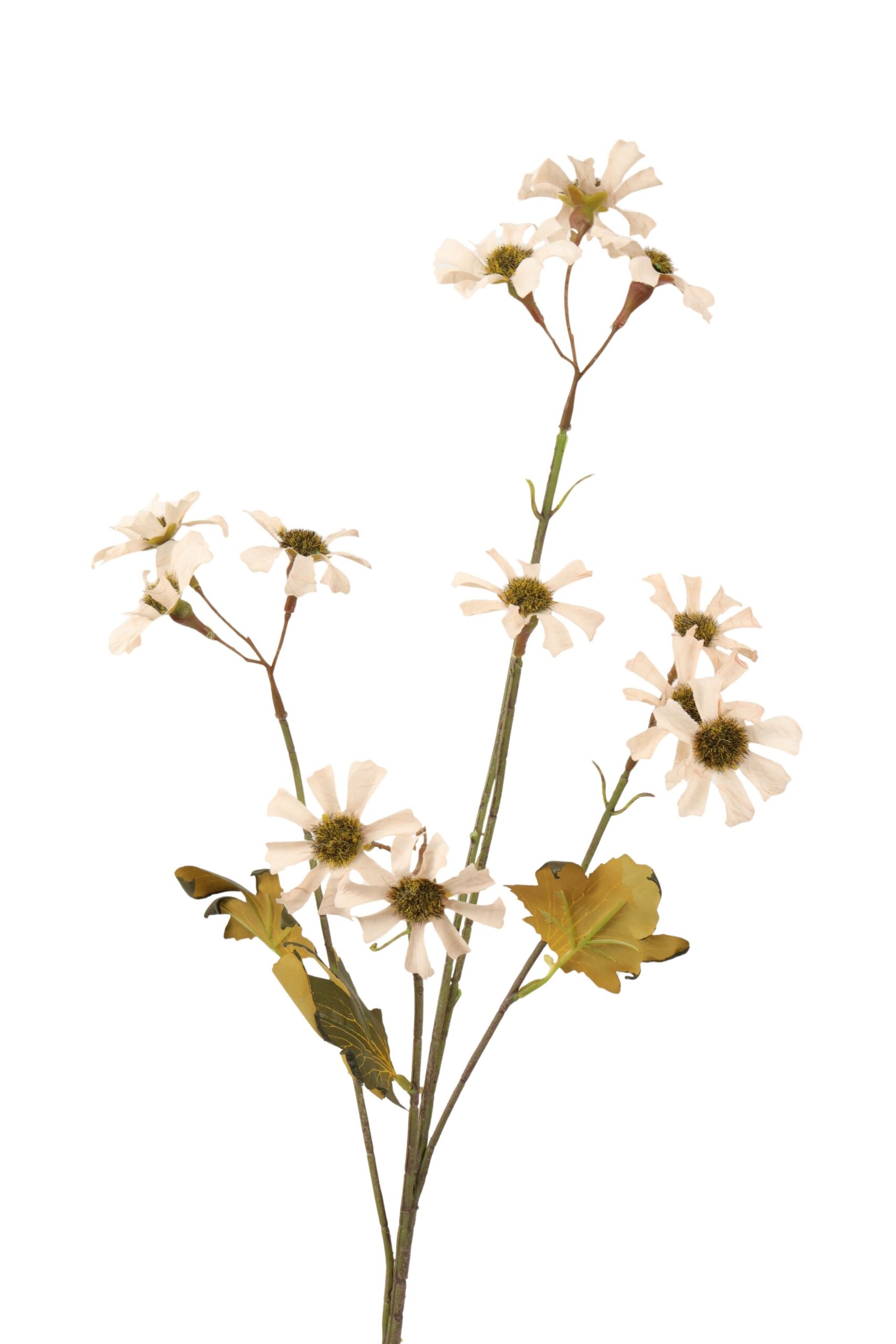 Starflower x 5 tak 88 cm crème