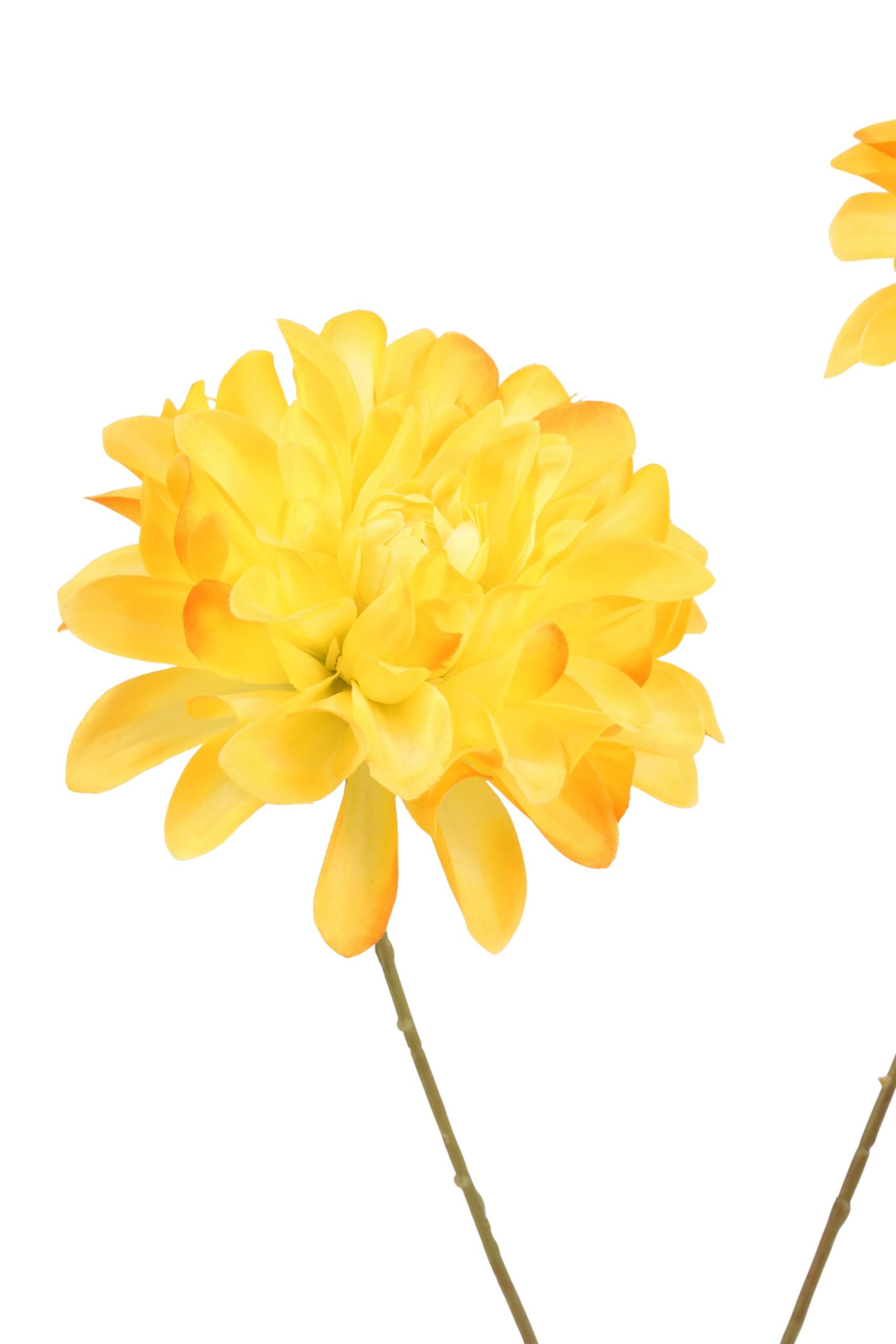 Dahlia x 2 en knop 80 cm geel, foto 2 van 2