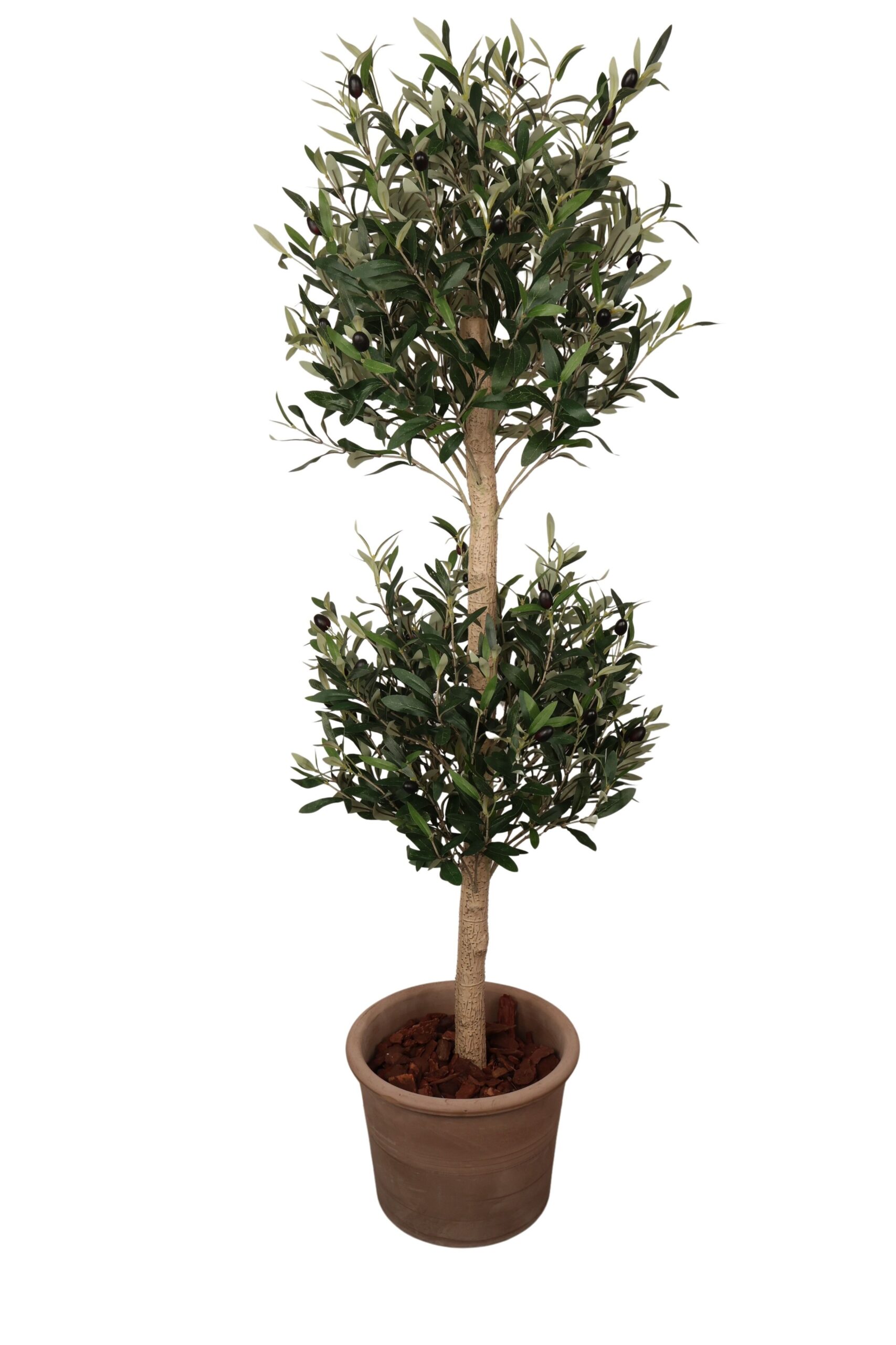 Olijf boom 2 ballen in pot met olijf bes 150 cm groen