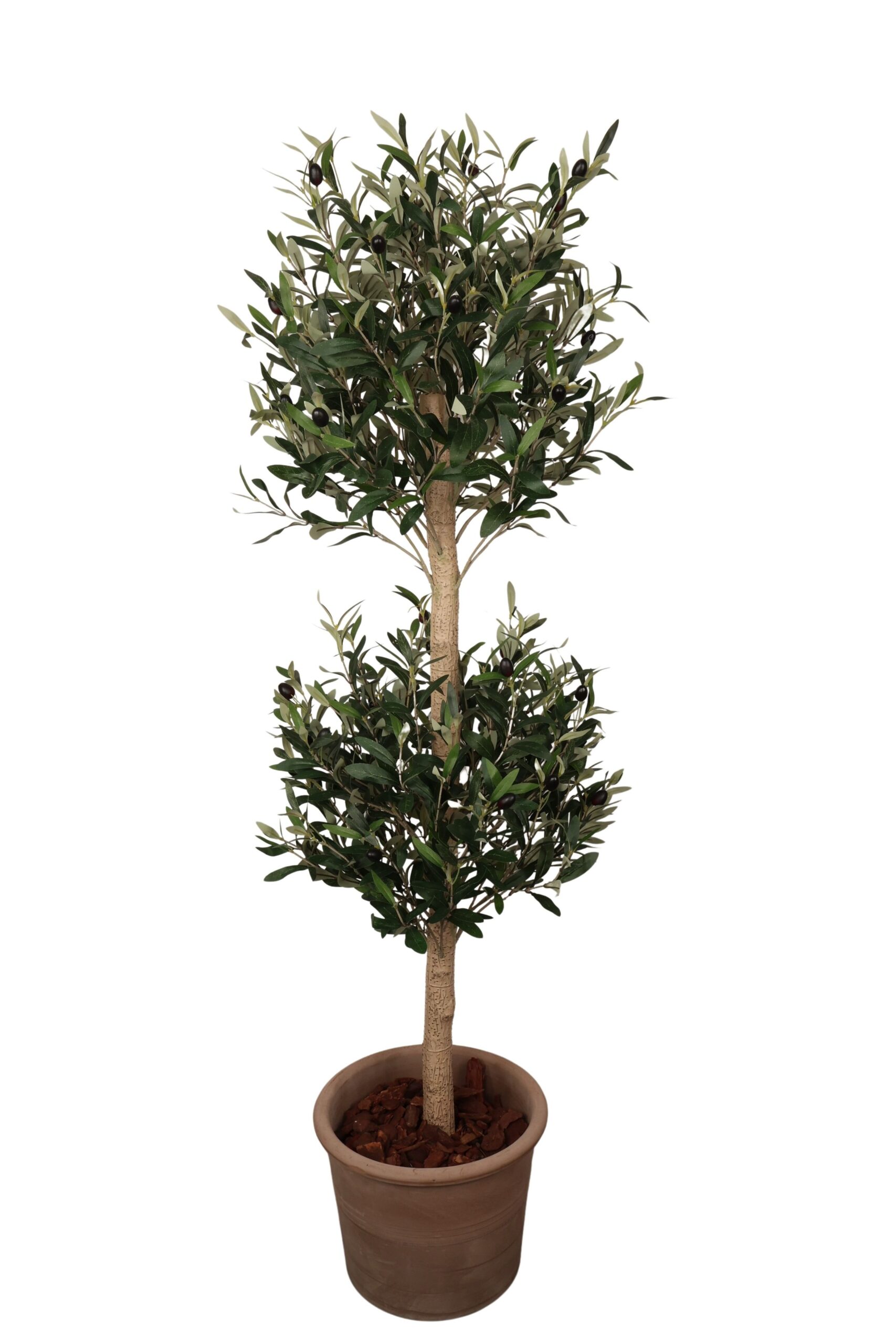 Olijf boom 2 ballen in pot met olijf bes 180 cm groen