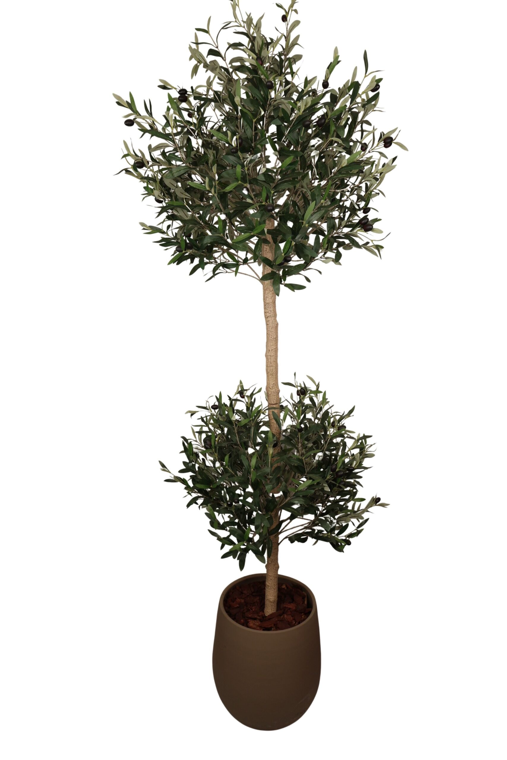 Olijf boom 2 ballen in pot met olijf bes 220 cm groen